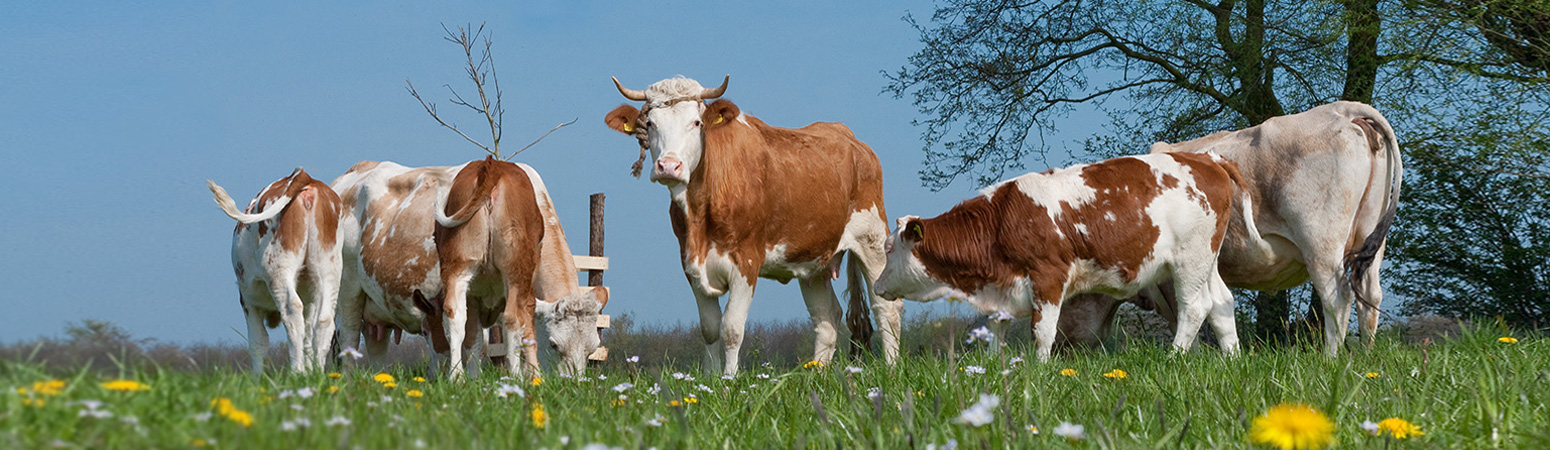 Rinder MSD Tiergesundheit Österreich